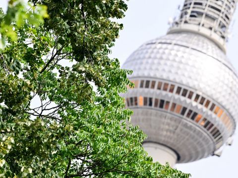 Grüne Bäume in Berlin